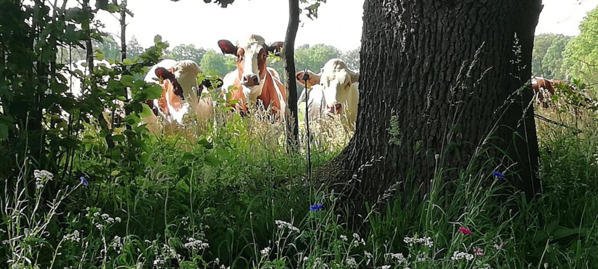 B&B Erve Moeskert Geesteren  Exteriér fotografie